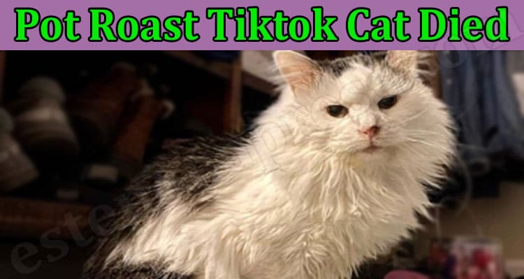Latest News Pot Roast Tiktok Cat Died.