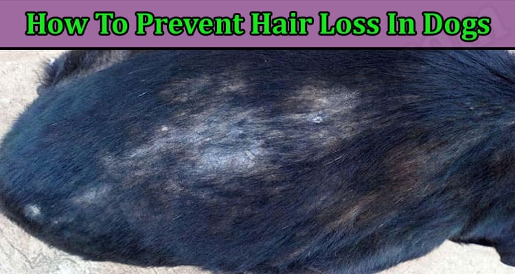 Latest News Prevent Hair Loss In Dogs