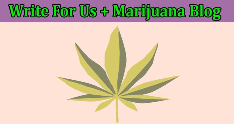 Write For Us + Marijuana Blog – Read And Follow Rules!