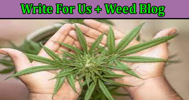 Write For Us + Weed Blog – Read A Comprehensive Guide!