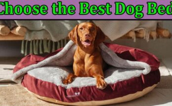 Complete Information About How to Choose the Best Dog Bed - Essential Information