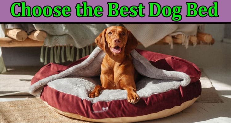 Complete Information About How to Choose the Best Dog Bed - Essential Information