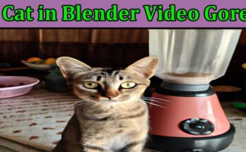 Latest News Cat In Blender Video Gore